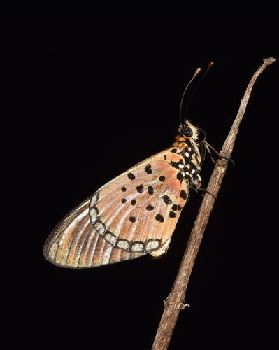 Photo of Window Acraea (Stephenia oncaea)