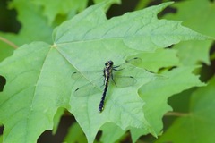 Hylogomphus adelphus