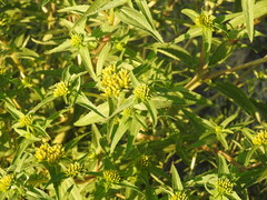 Flaveria campestris