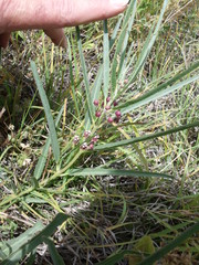 Asclepias brachystephana