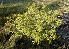 Flaveria campestris