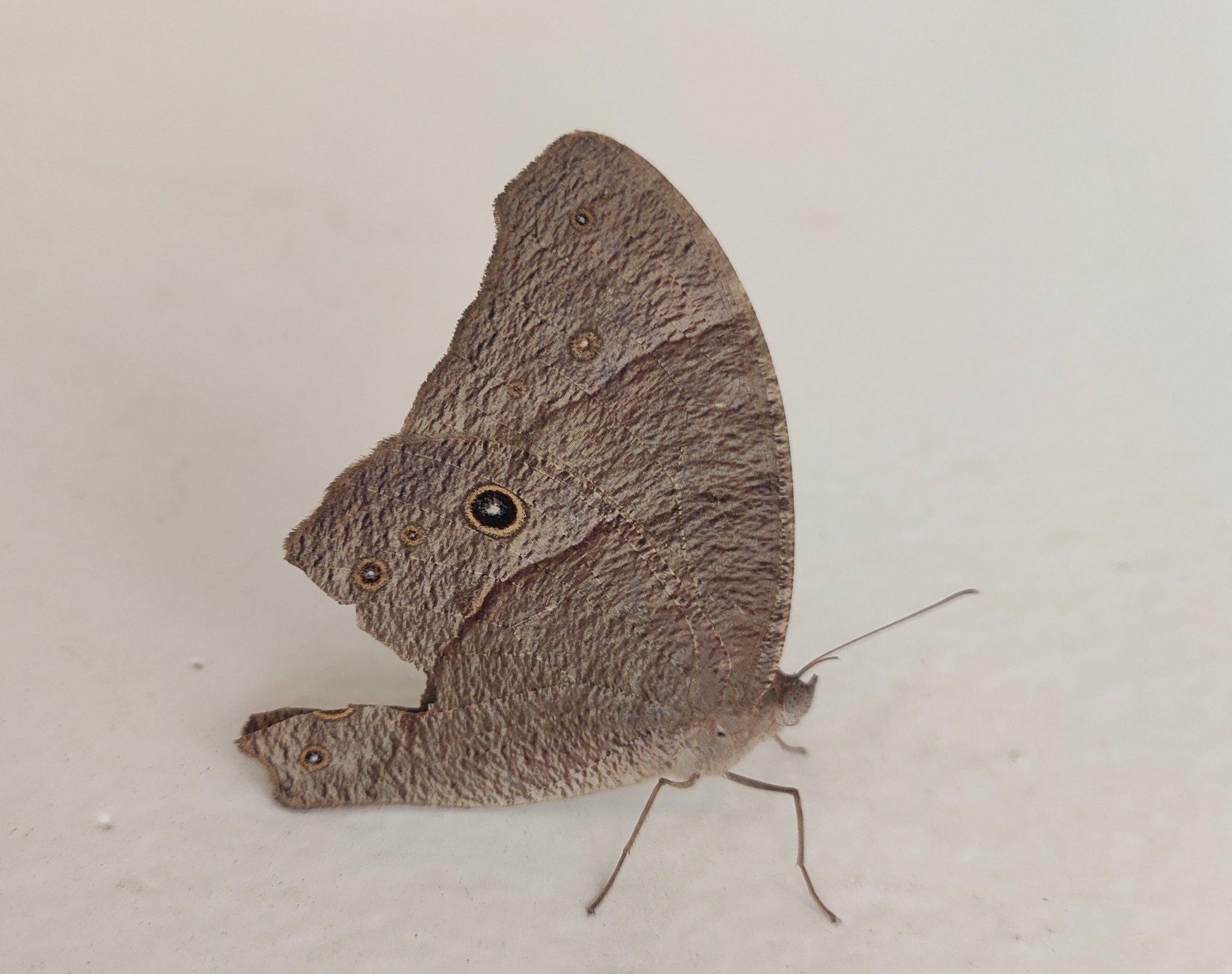 Common Evening Brown