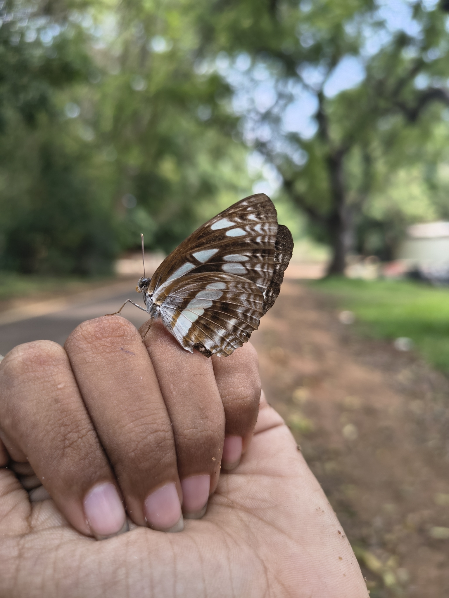 Chestnut-Streaked Sailer