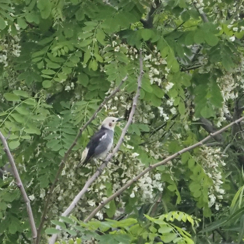 Chestnut-cheeked Starling (Agropsar philippensis), photo 3