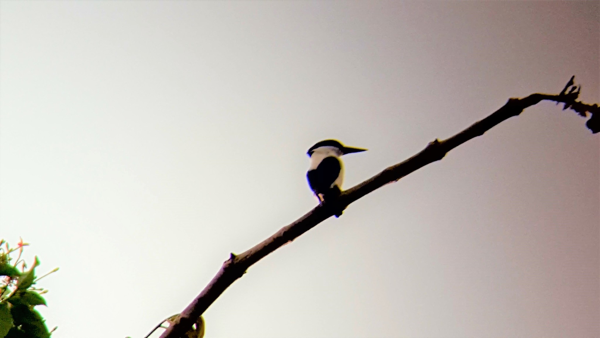 White-mantled Kingfisher (Todiramphus albonotatus), photo 2
