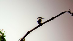 White-Mantled Kingfisher photo 3
