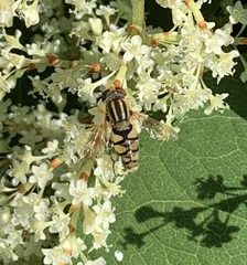 Parhelophilus integer