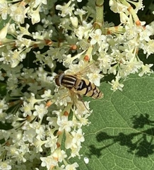 Parhelophilus integer