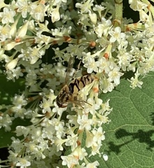 Parhelophilus integer