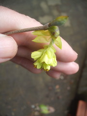 Corylopsis