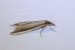 Donacaula albicostellus