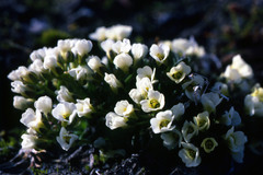 Draba oxycarpa