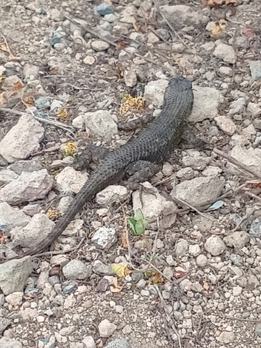 iNaturalist observation photo of Western Fence Lizard
