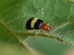 Gynandrobrotica