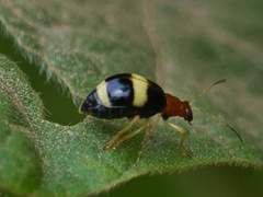 Gynandrobrotica