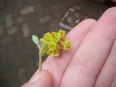 Corylopsis