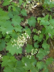 Heuchera glabra