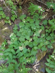 Heuchera glabra