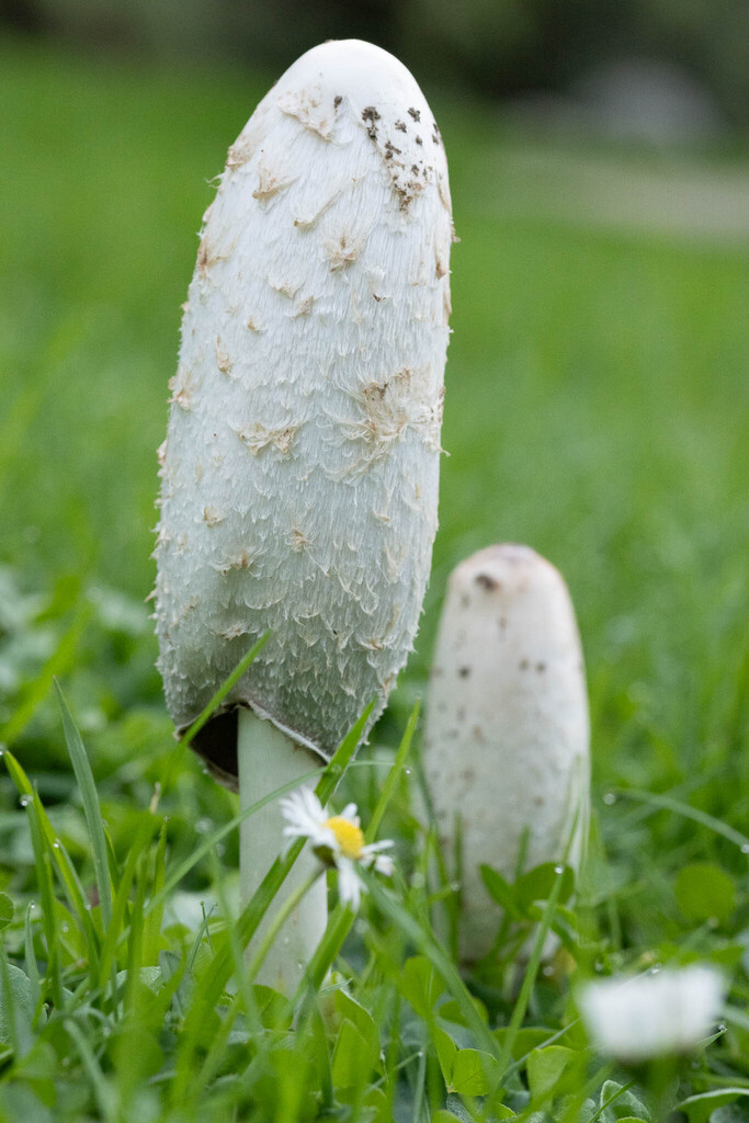 Coprinus comatus · May 2025 · photo: © alastair_robertson (iNaturalist, cc-by)