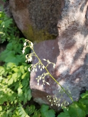 Heuchera glabra