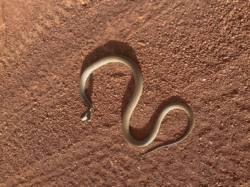 Olive Python sighting