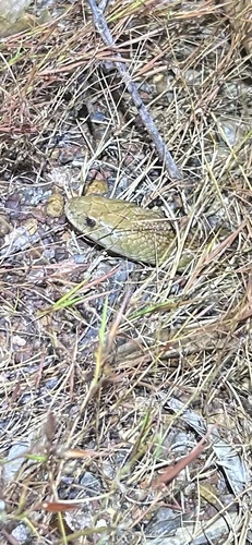 Mulga Snake sighting