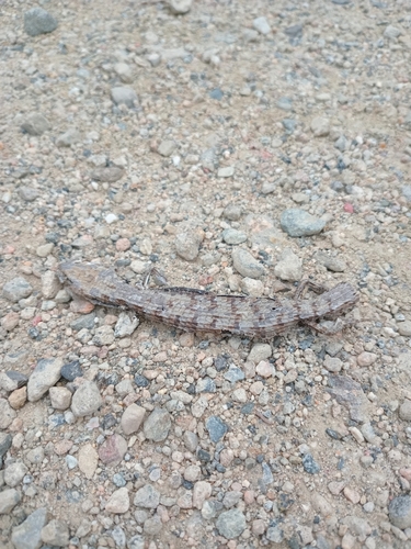 iNaturalist observation photo of San Diego Alligator Lizard