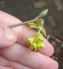 Corylopsis