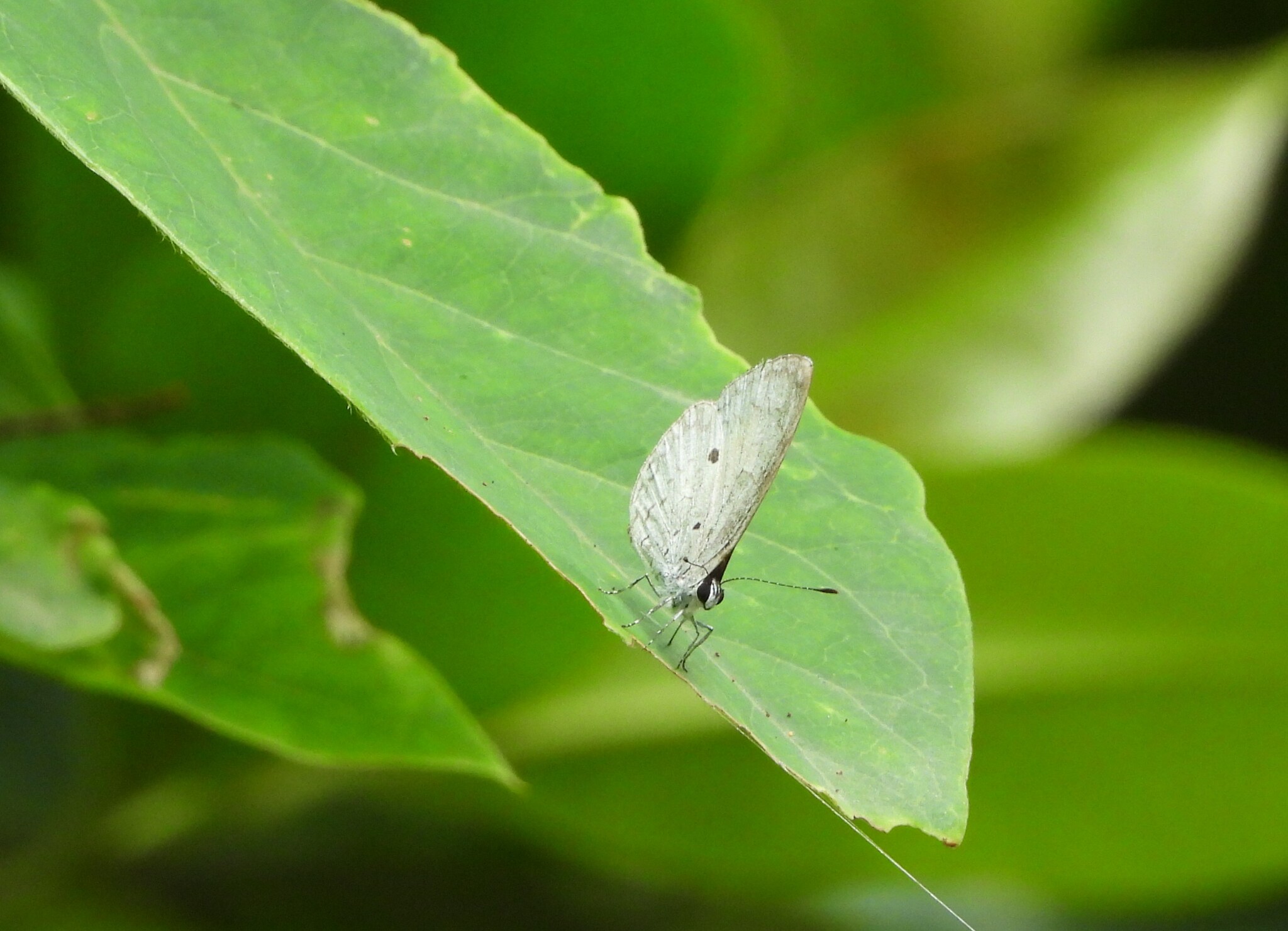 White-Banded Hedge Blue