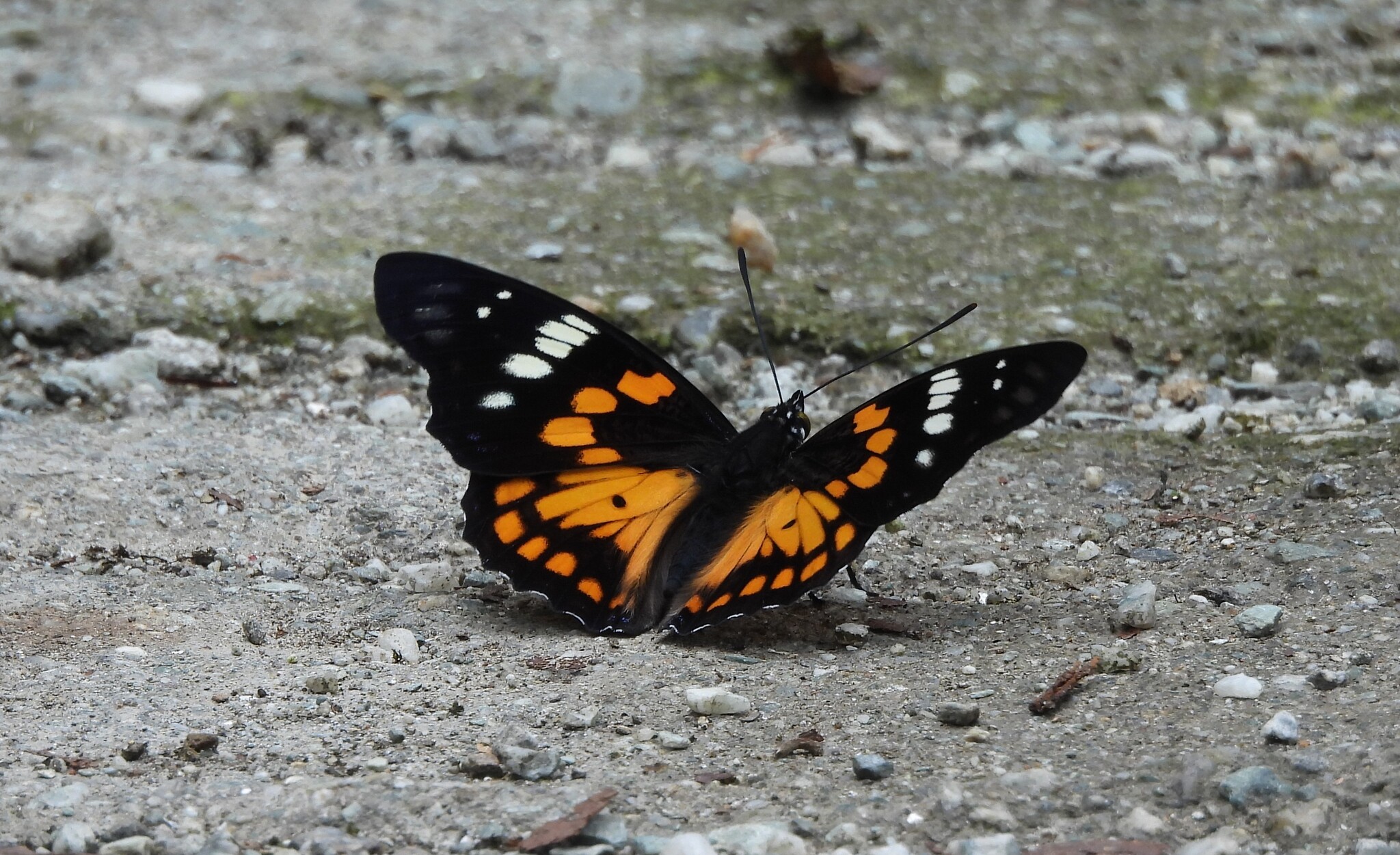White-Spotted Courtier
