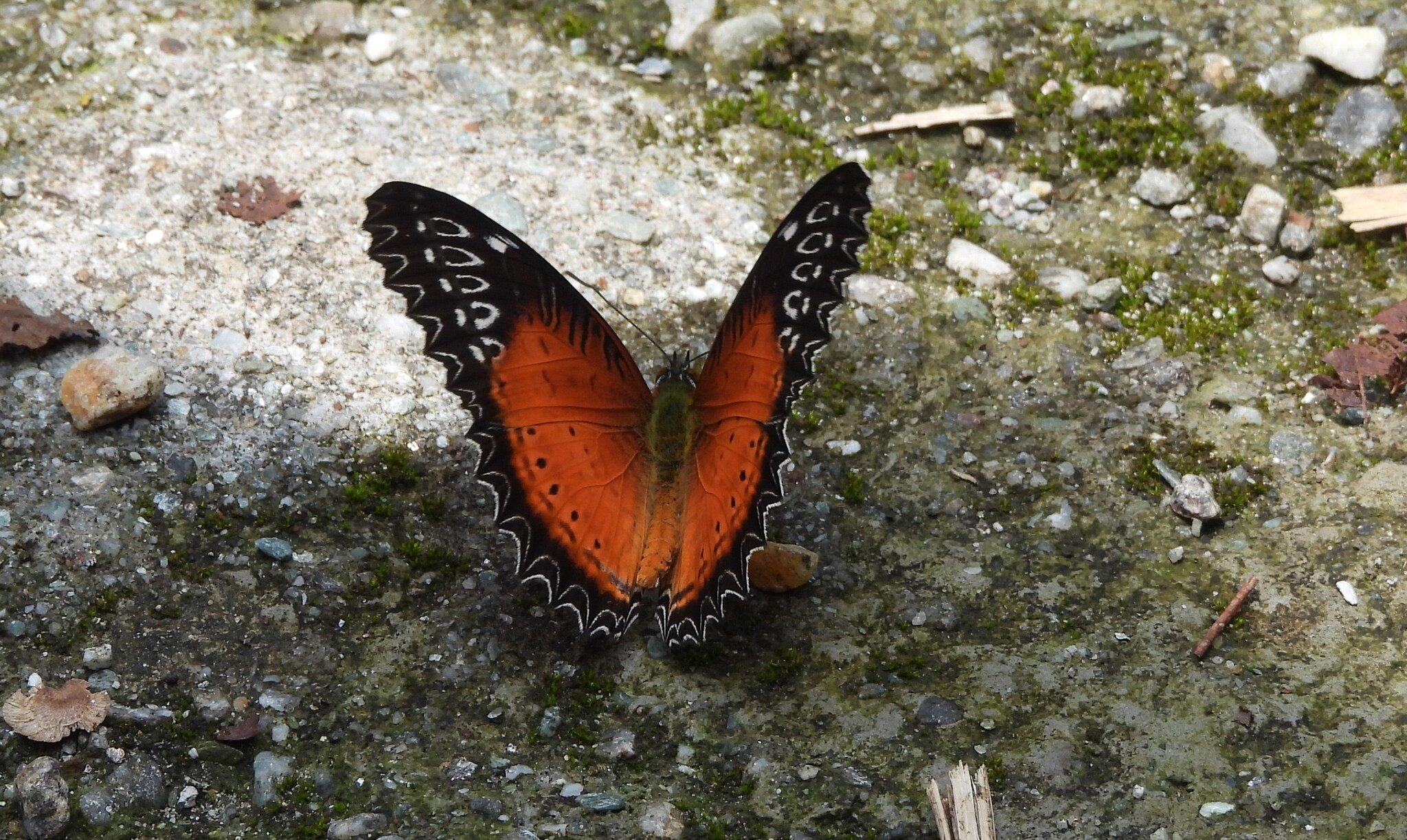 Red Lacewing