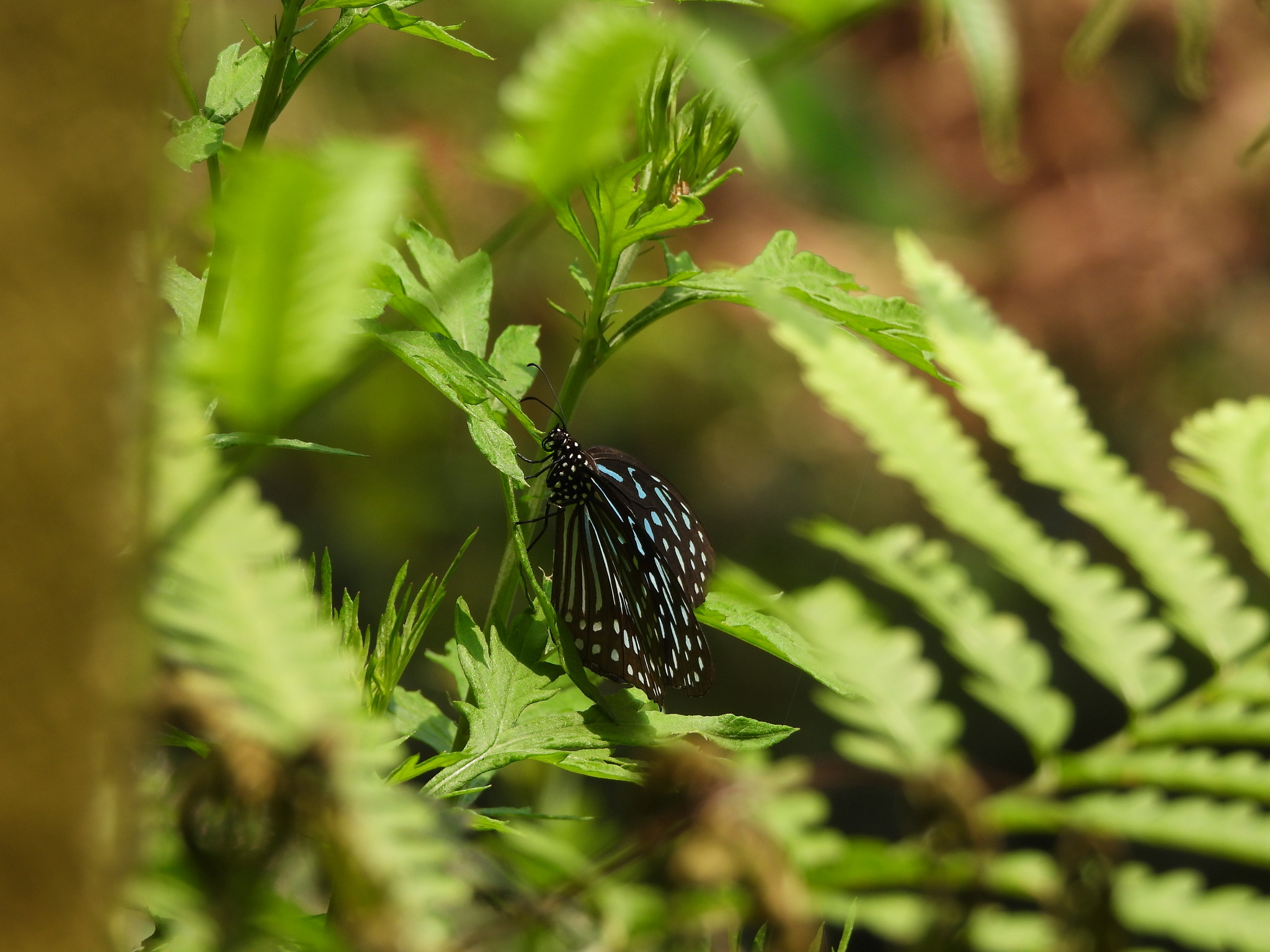 Dark Blue Tiger