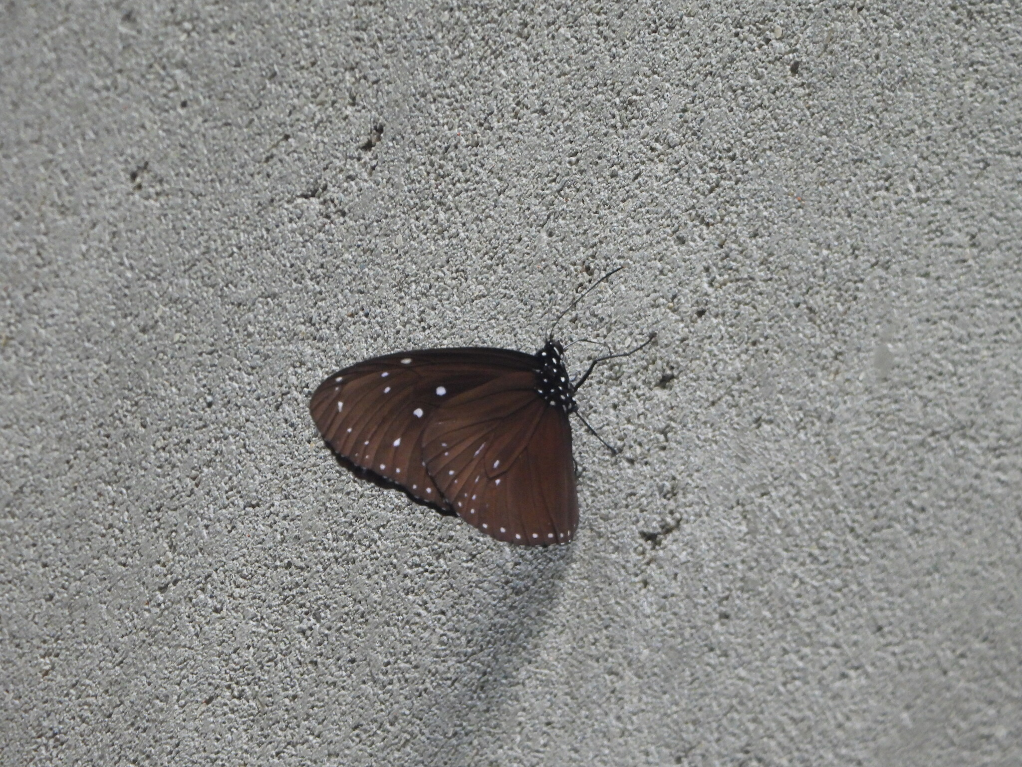 Striped Blue Crow