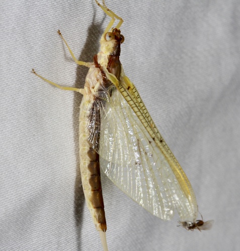 Pentagenia vittigera Walsh, 1862