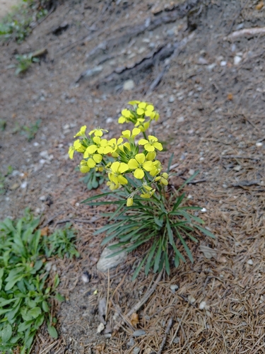 Erysimum sylvestre, photograph 1