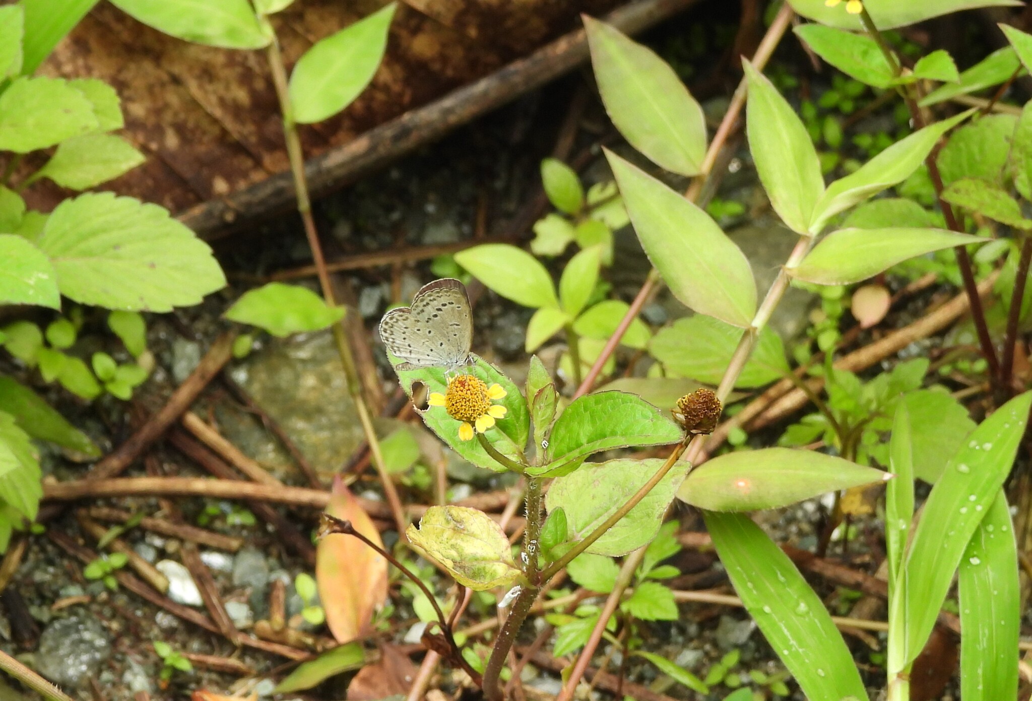 Pale Grass Blue