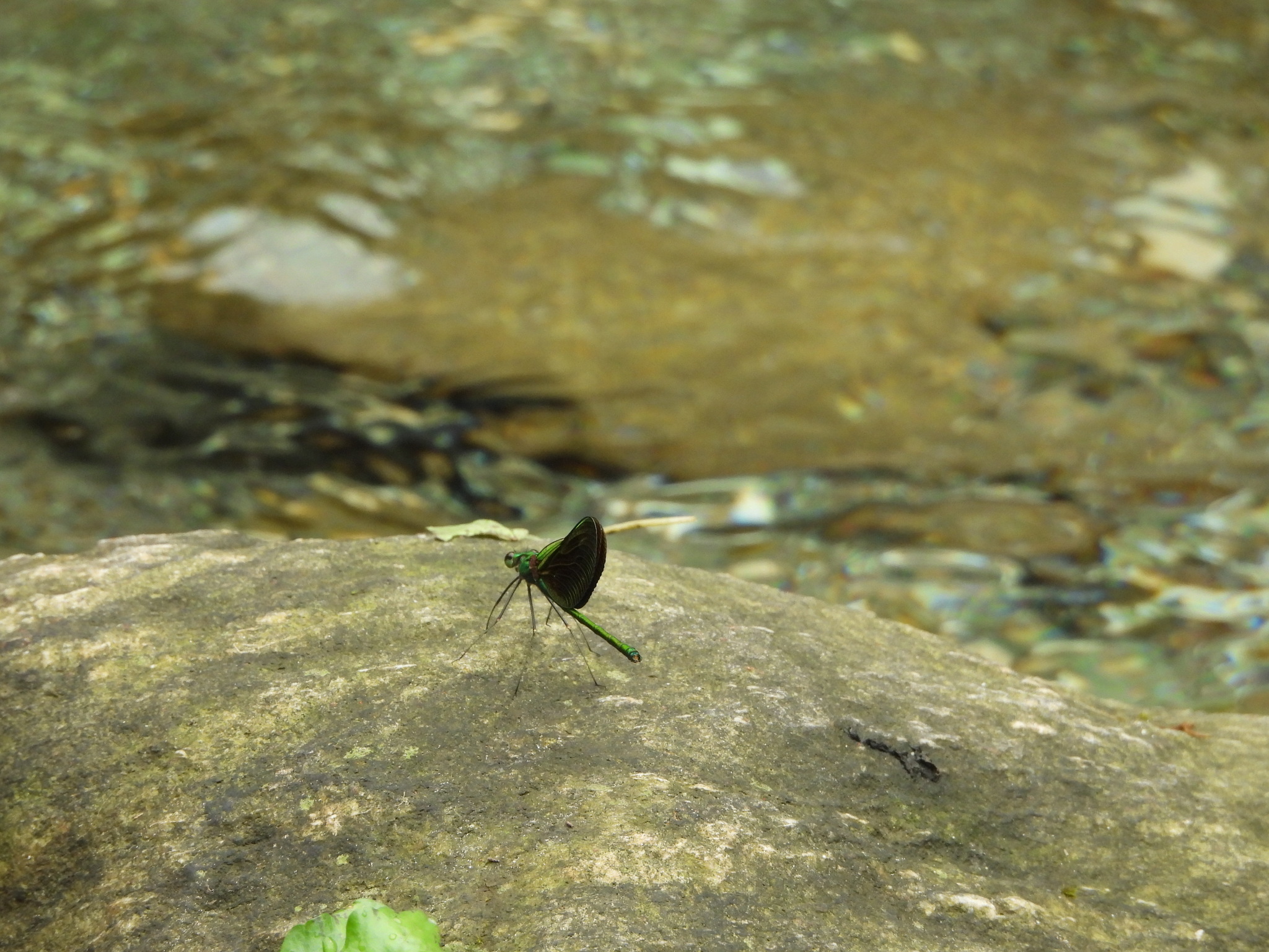 Green Metalwing