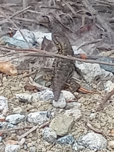 iNaturalist observation photo of Western Fence Lizard