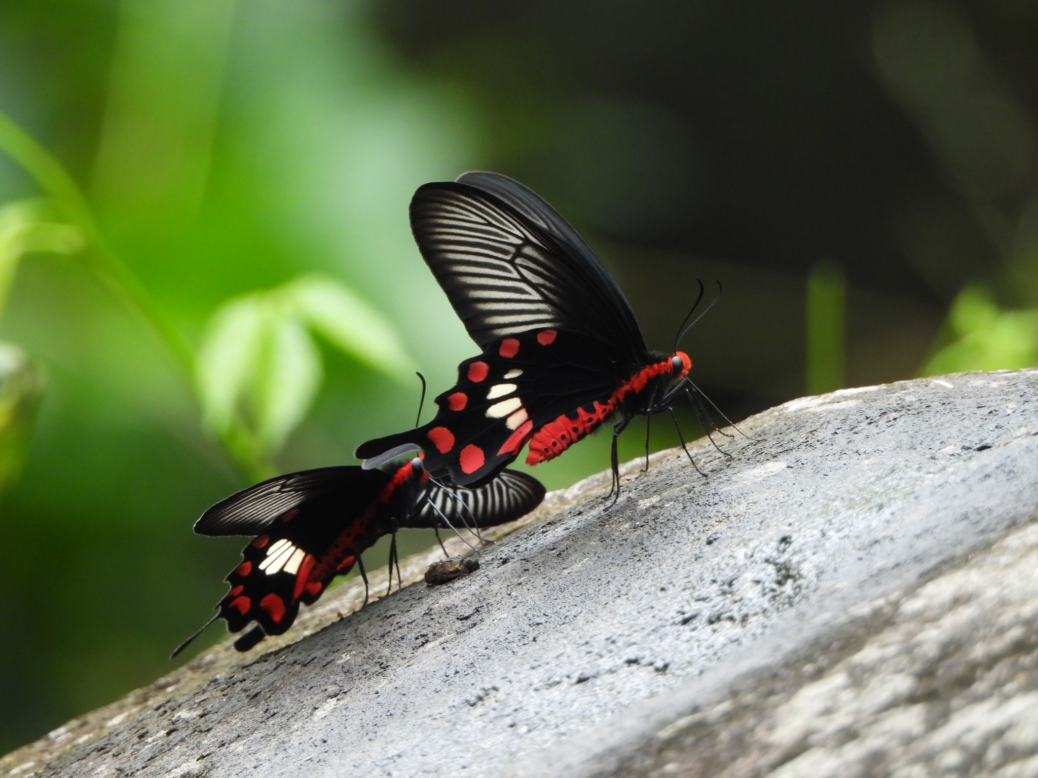 Common Rose