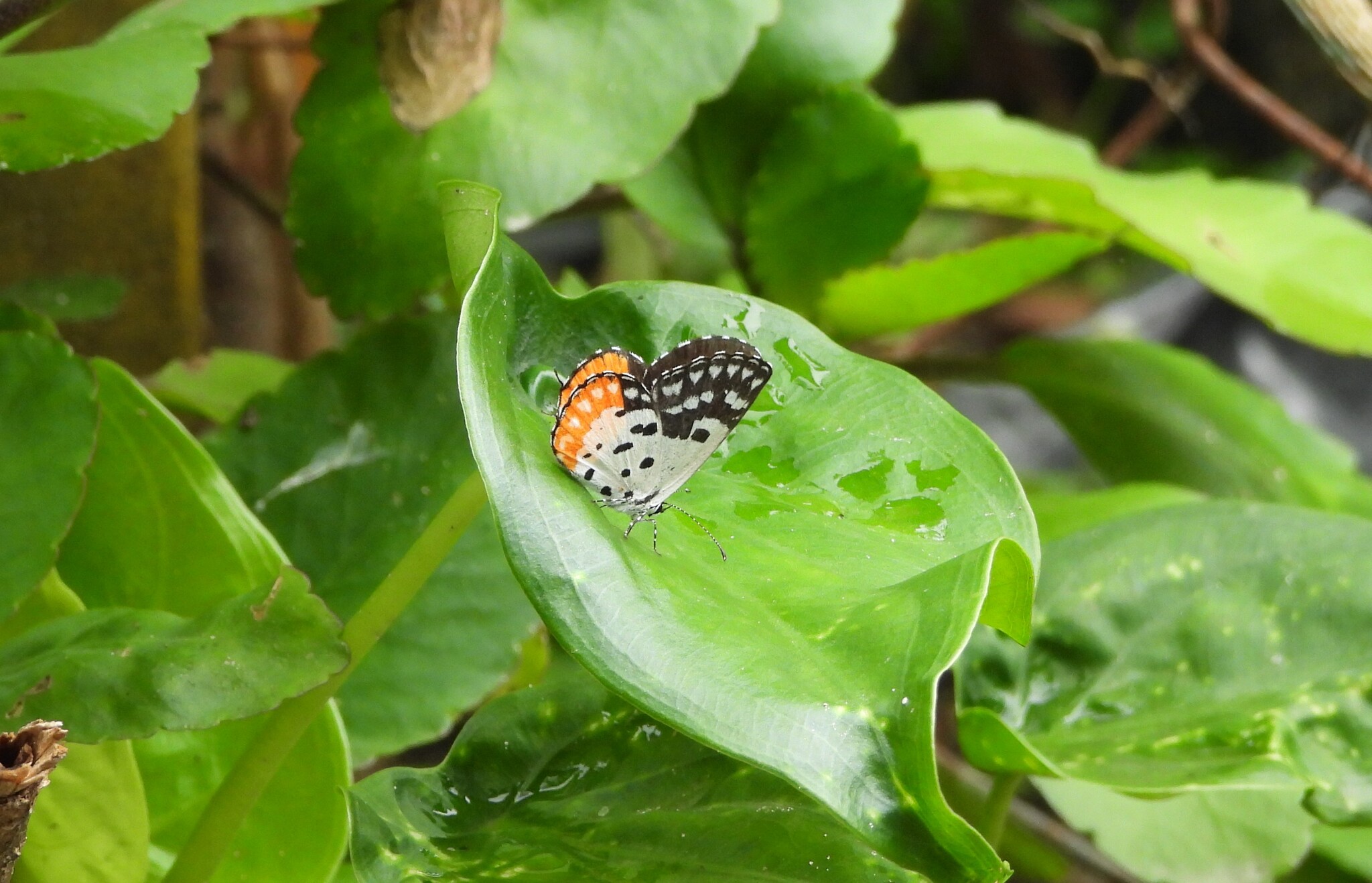 Red Pierrot