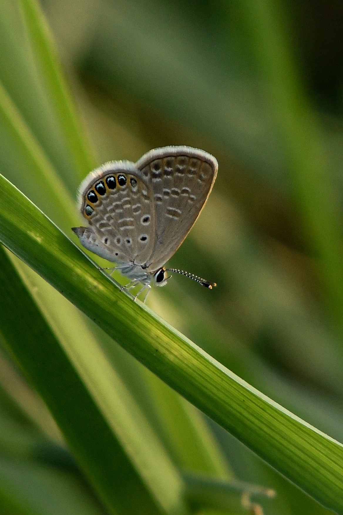 Black-Spotted Grass Jewel