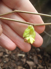 Corylopsis