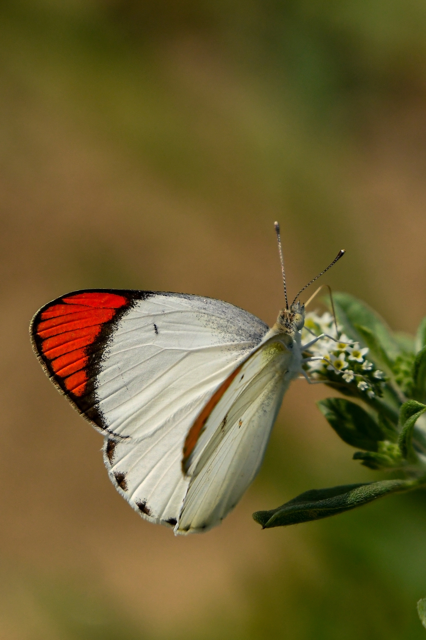 Crimson-Tip