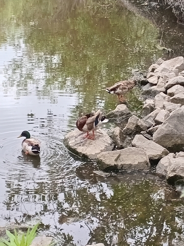 iNaturalist observation photo of Mallard