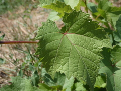 Vitis instabilis