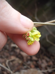 Corylopsis