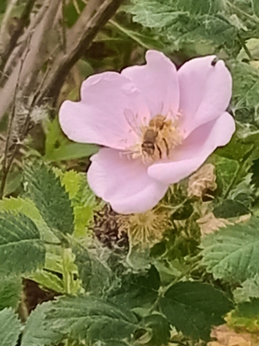 iNaturalist observation photo of Western Honey Bee