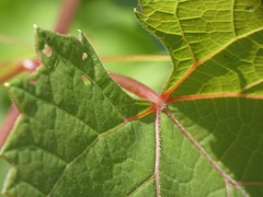 Vitis instabilis