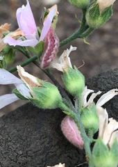 Callophrys augustinus