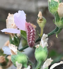 Callophrys augustinus